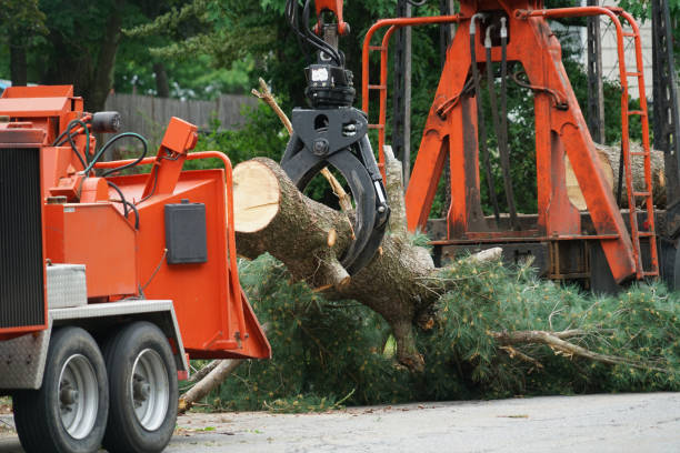 Best Hedge Trimming  in Pasadena, TX